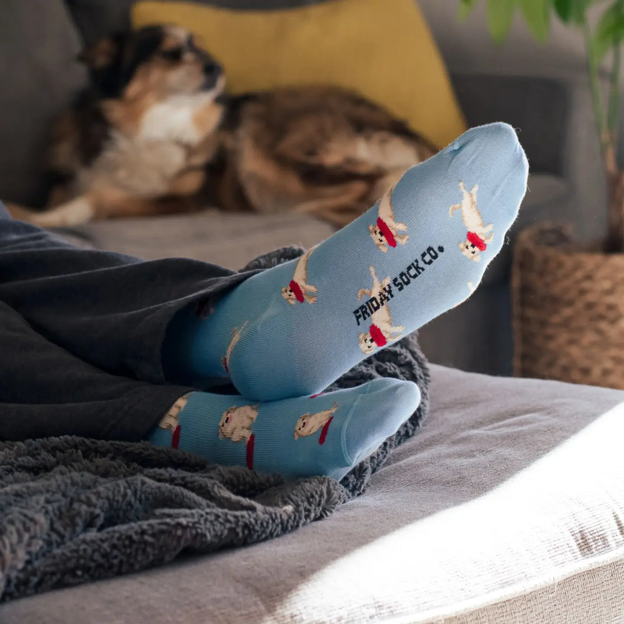 Friday Sock Co. | Dog and Fribees
